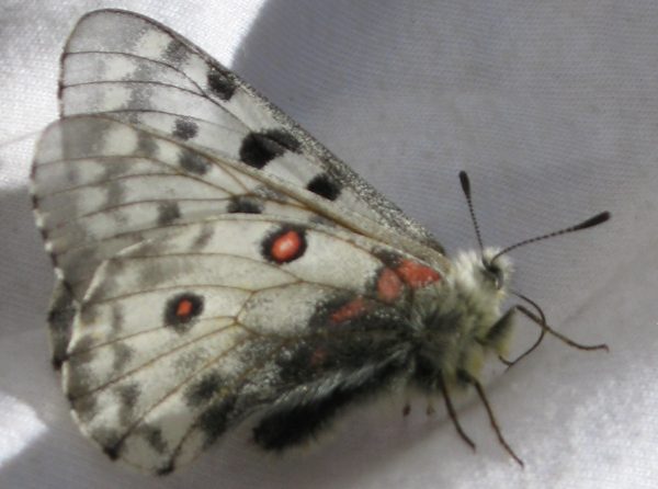 Schmetterling auf 4600m Höhe