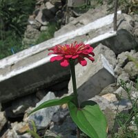 Blume im Schutt