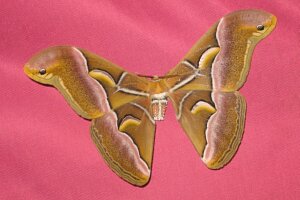 Schmetterling